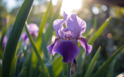 Alpha Isomethyl Ionone